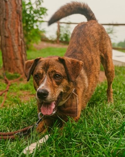 Brown dog crouched in grass looking ready to play.